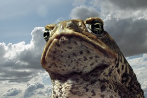 Cane Toads: The Conquest